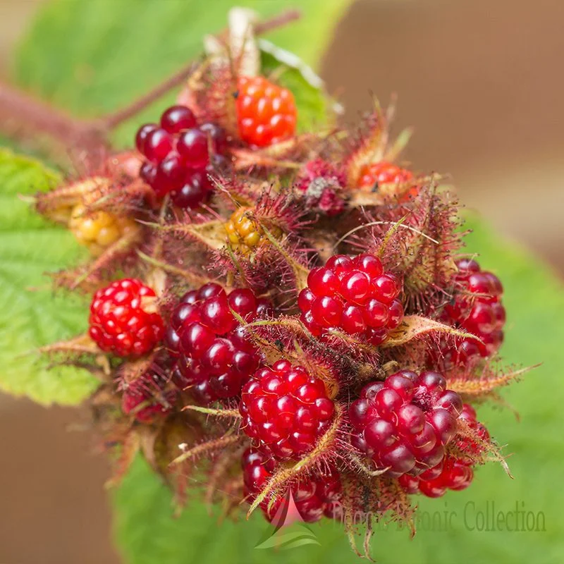 RUBUS PHOENICOLASIUS - LAMPONE GIAPPONESE