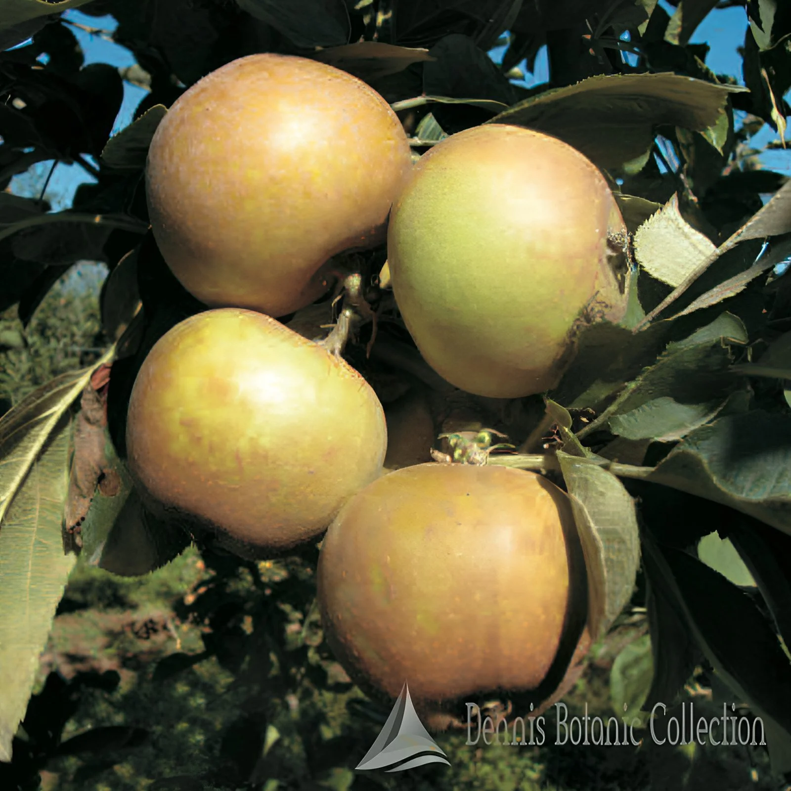 MELO (VAR. BURAS) - MALUS DOMESTICA