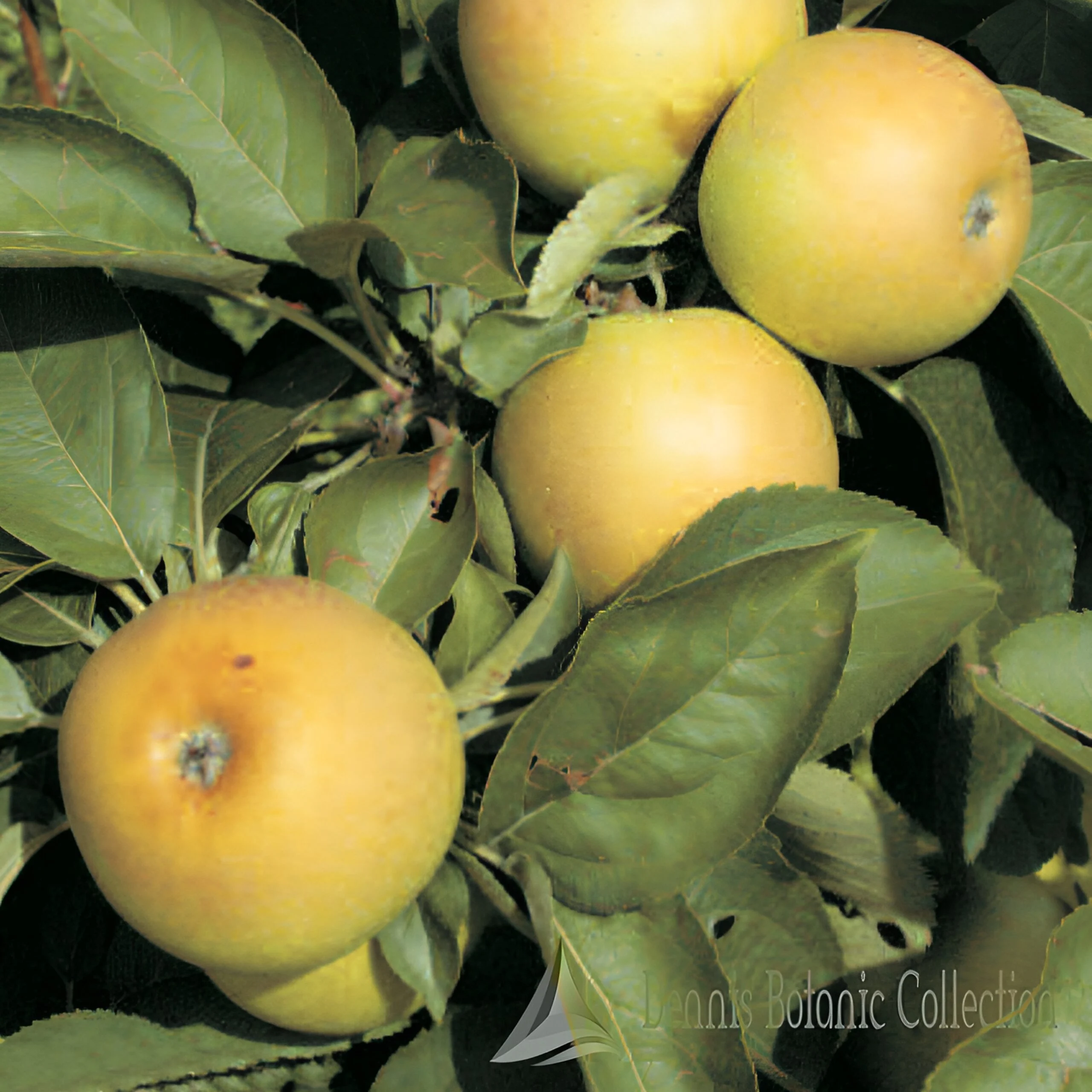MELO (VAR. DOMINICI) - MALUS DOMESTICA