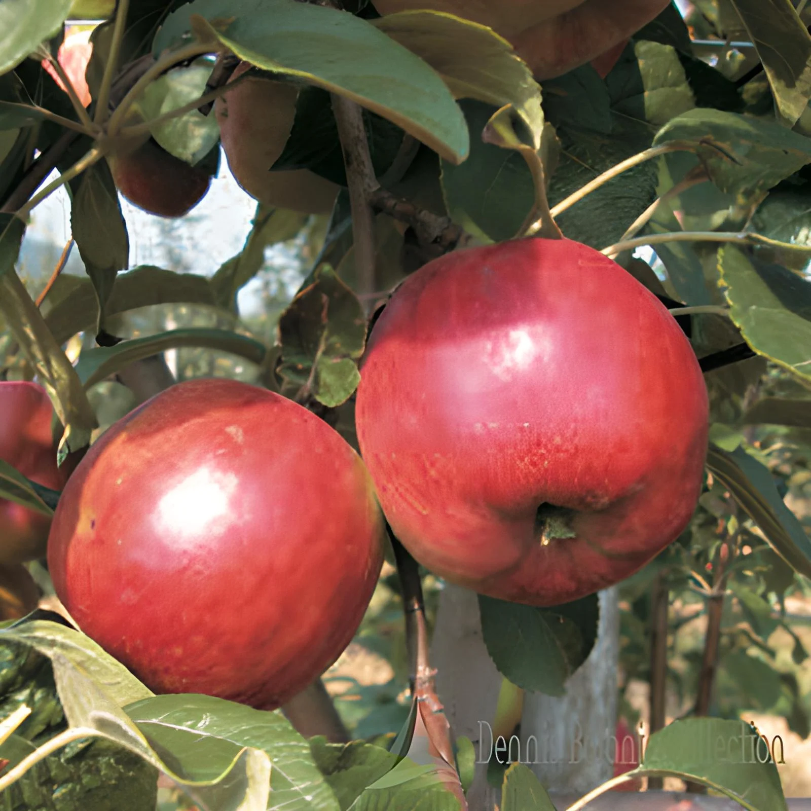 MELO (VAR. RUNSÉ) - MALUS DOMESTICA
