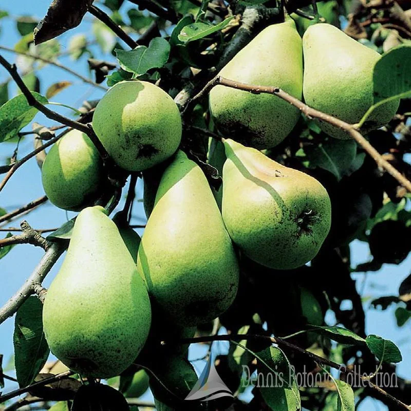 PERO (VAR. VÈRLONDRA) - PYRUS COMMUNIS