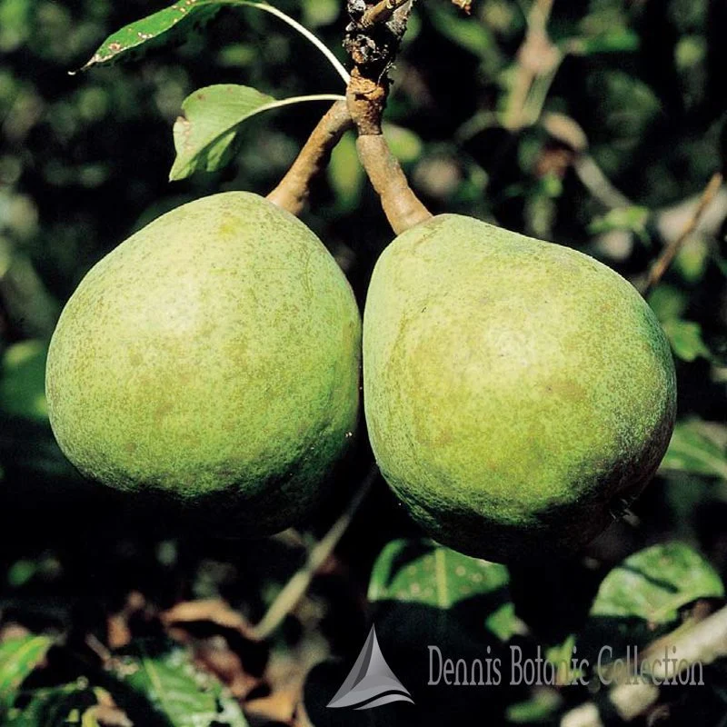 PERO (VAR. ROSE E FIORI) - PYRUS COMMUNIS