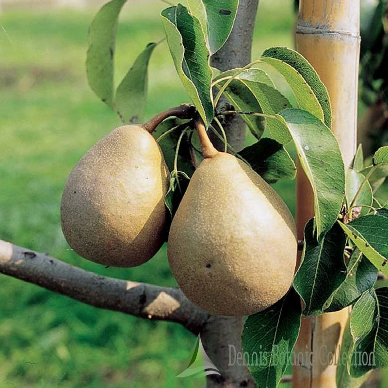 PERO (VAR. SUPERTINO) - PYRUS COMMUNIS
