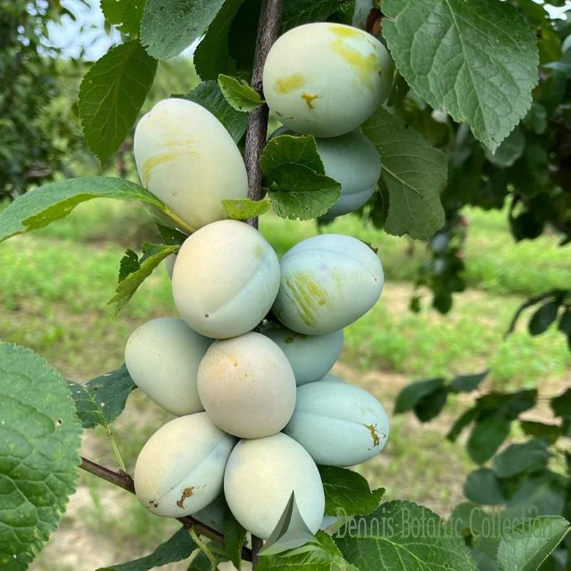 SUSINO (VAR. RAMASIN GIALLO PRECOCE) - PRUNUS DOMESTICA