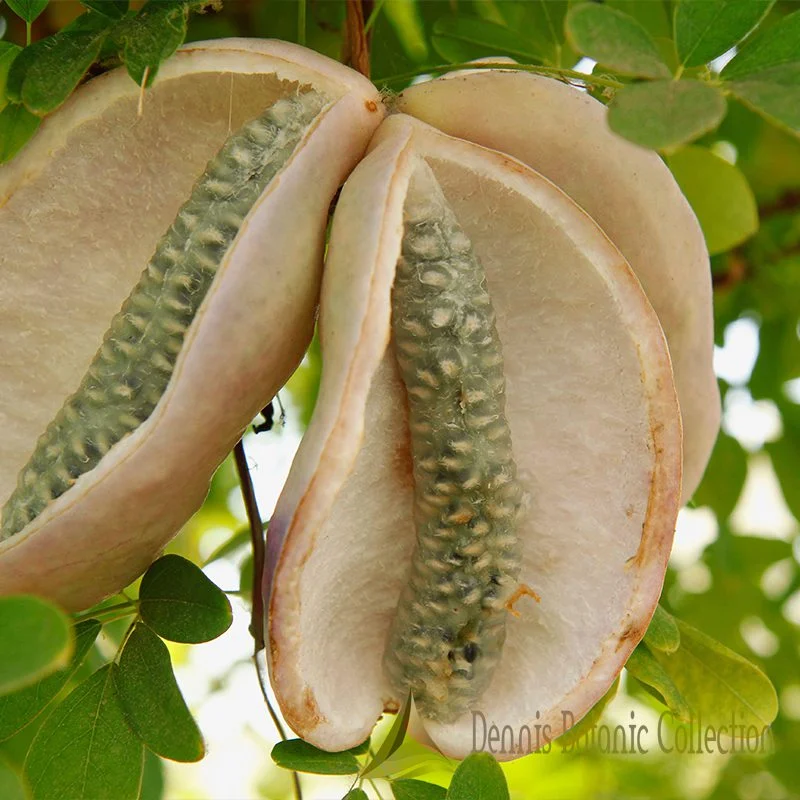Akebia