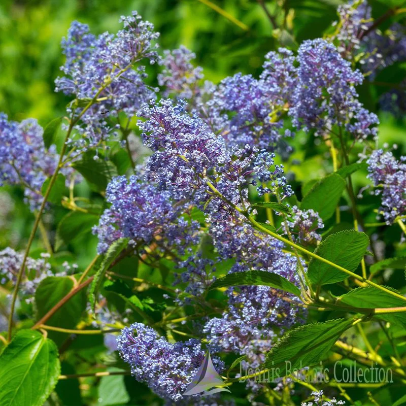 LILLÀ DELLA CALIFORNIA (VAR. GLOIRE DE VERSAILLES) - CEANOTHUS X DELILEANUS