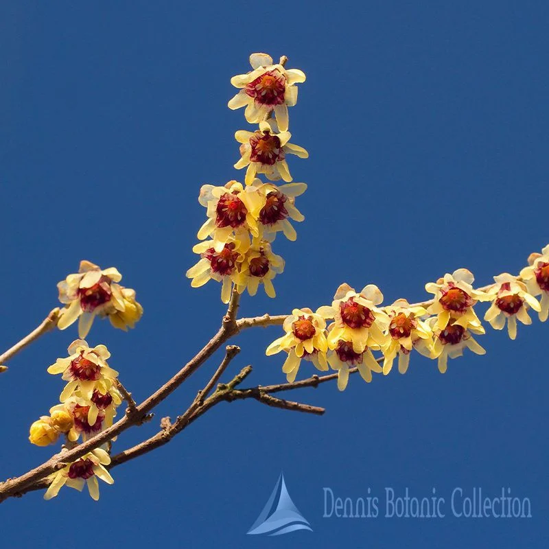 CALICANTO D'INVERNO - CHIMONANTHUS PRAECOX