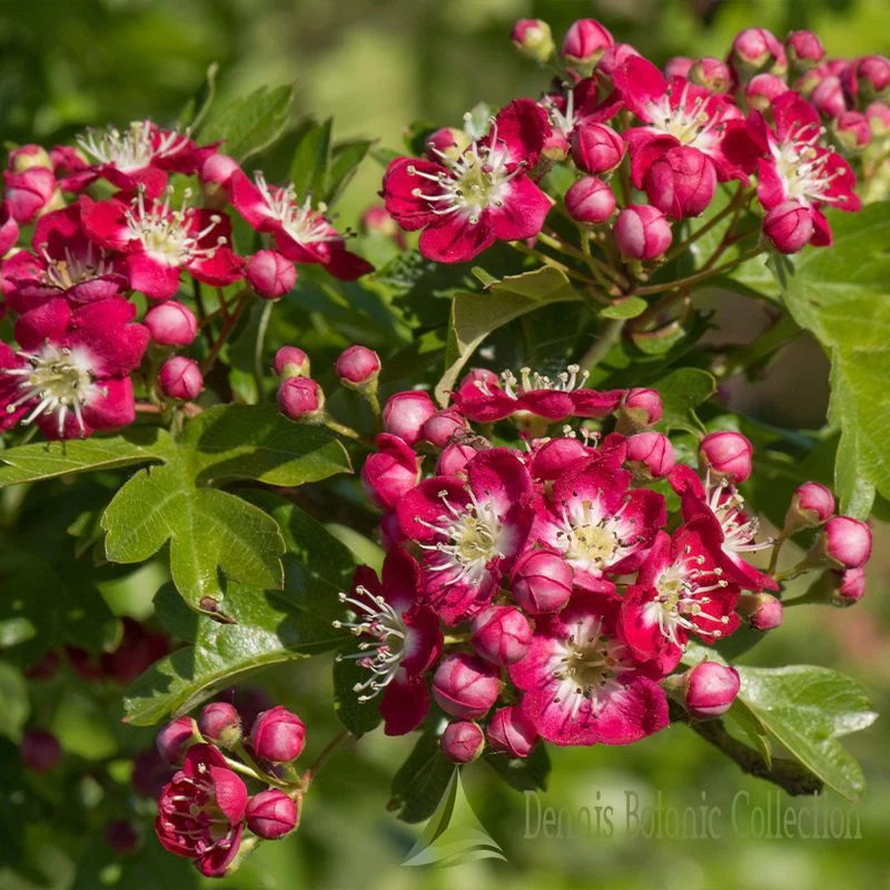CRATAEGUS X MEDIA (VAR. CRIMSON CLOUD)