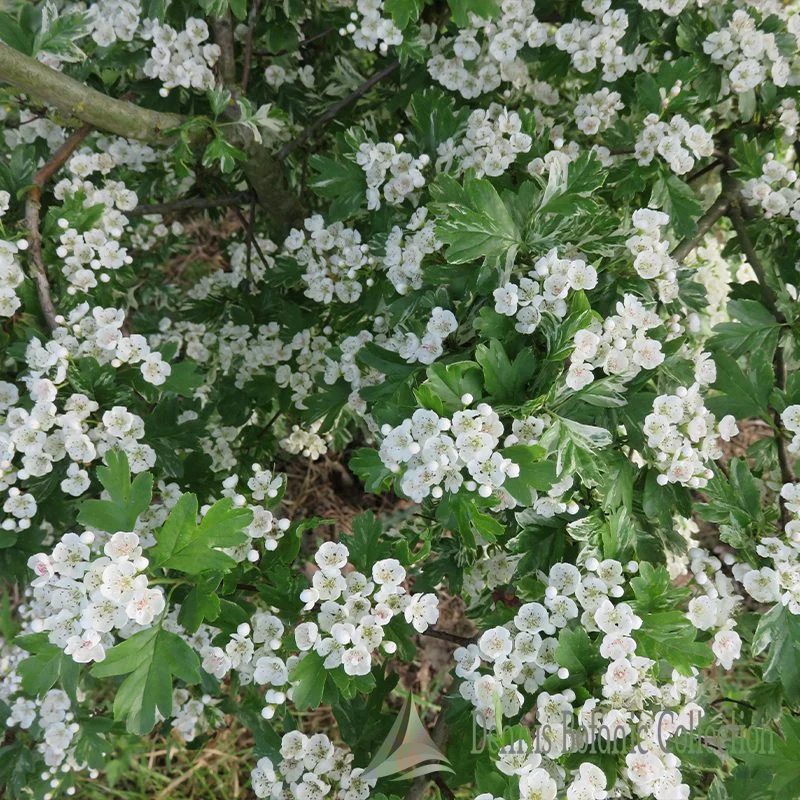 CRATAEGUS X MEDIA - BIANCOSPINO VARIEGATO (VAR. GIREOUDII)