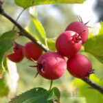 CRATAEGUS PENNSYLVANICA - PENNSYLVANIA THORN