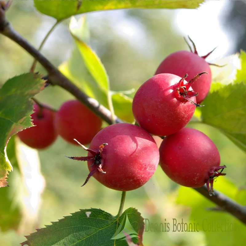 CRATAEGUS PENNSYLVANICA - PENNSYLVANIA THORN