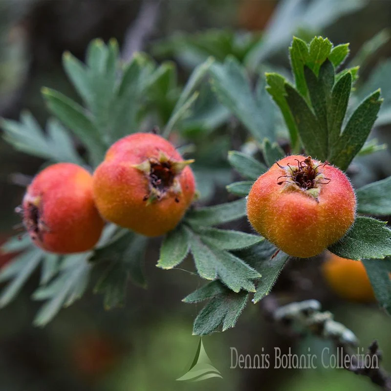 CRATAEGUS TANACETIFOLIA - TANSY-LEAVED THORN (VAR. KONYA)