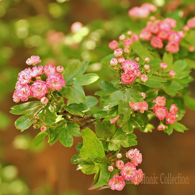 CRATAEGUS X MEDIA (VAR. MUTABILIS)