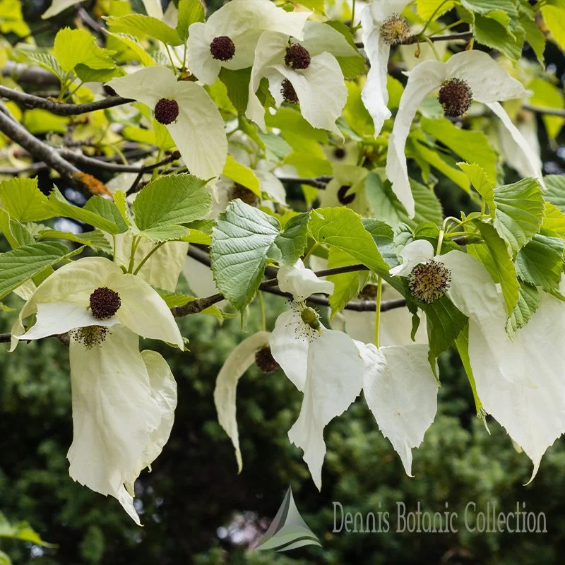 ALBERO DEI FAZZOLETTI (VAR. SONOMA) - DAVIDIA INVOLUCRATA