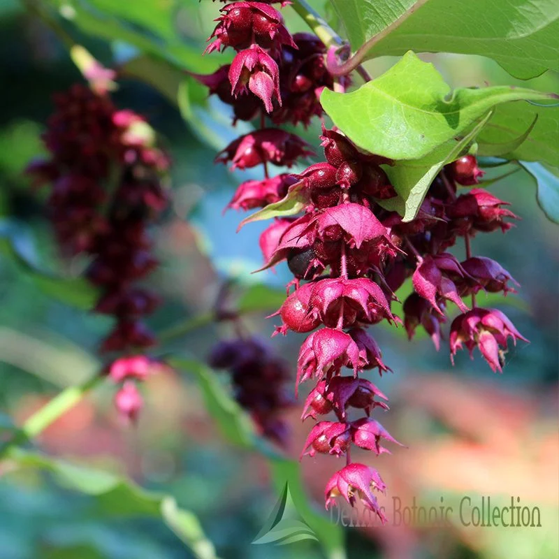 CAPRIFOGLIO HIMALAYANO (VAR. PURPLE RAIN) - LEYCESTERIA FORMOSA