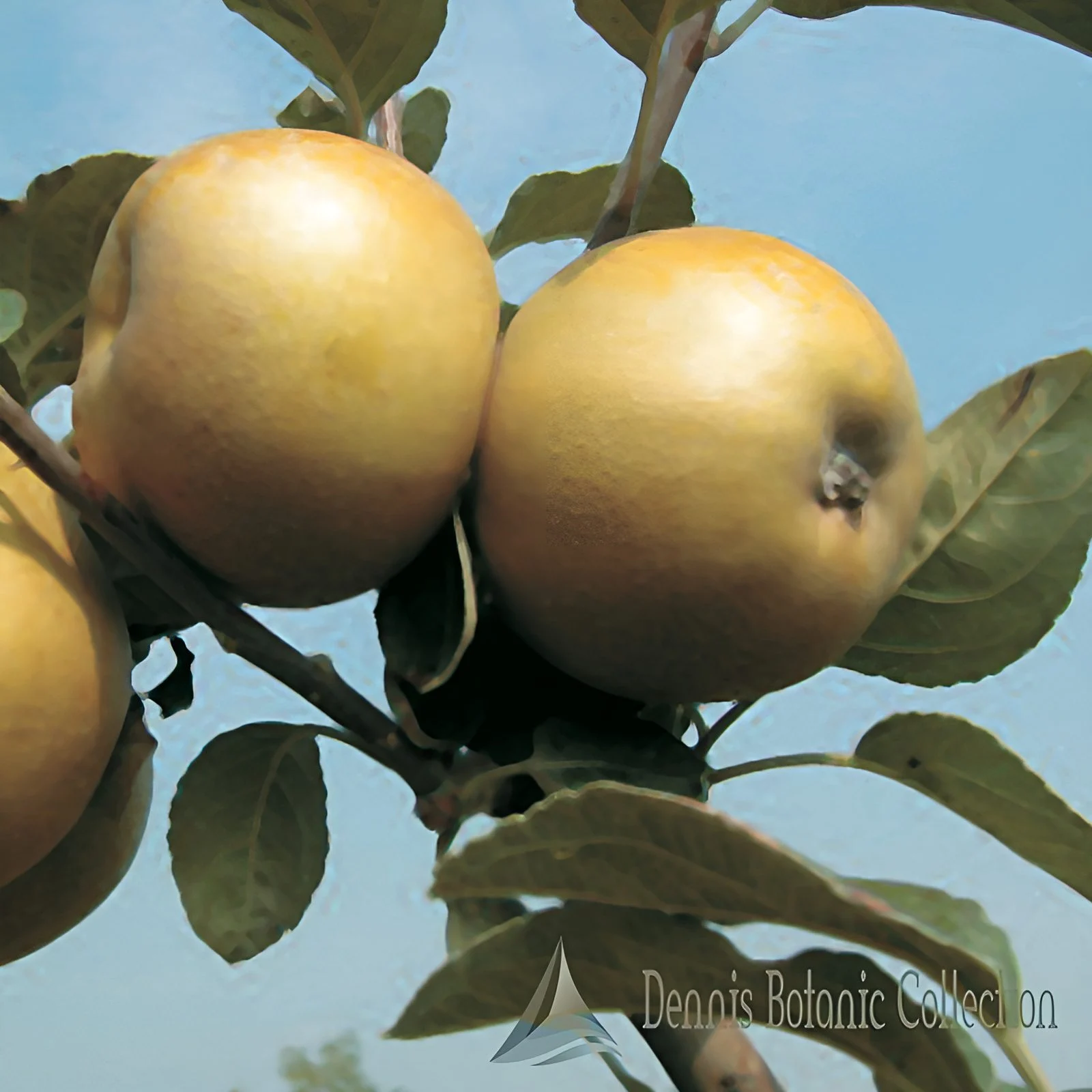 MELO (VAR. GRIGIA DI TORRIANA) - MALUS DOMESTICA