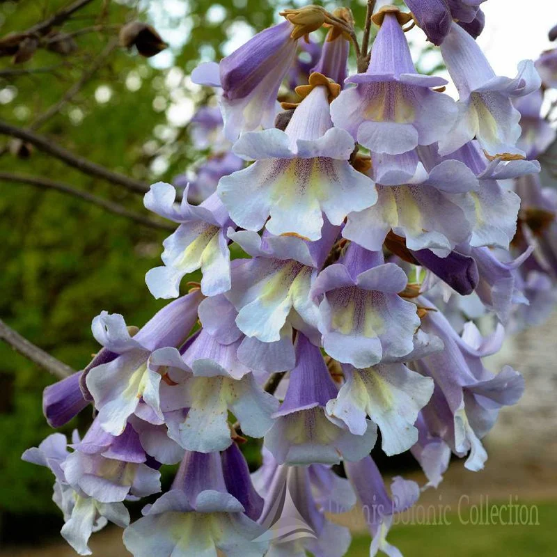 PAULOWNIA FORTUNEI (VAR. FAST BLUE)
