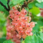 RIBES RUBRUM - RIBES ROSA (VAR. ROSALINN)