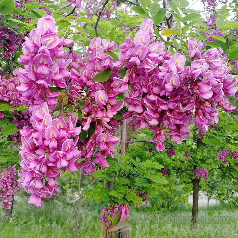 ROBINIA X MARGARETTA (VAR. GEORGIA DA TORINO)