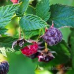 RUBUS X NEGLECTUS - LAMPONE VIOLA (VAR. GLEN COE)