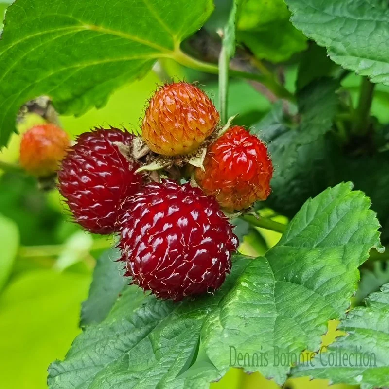 RUBUS CRATAEGIFOLIUS - LAMPONE COREANO (VAR. RASPBERRY TOWER)