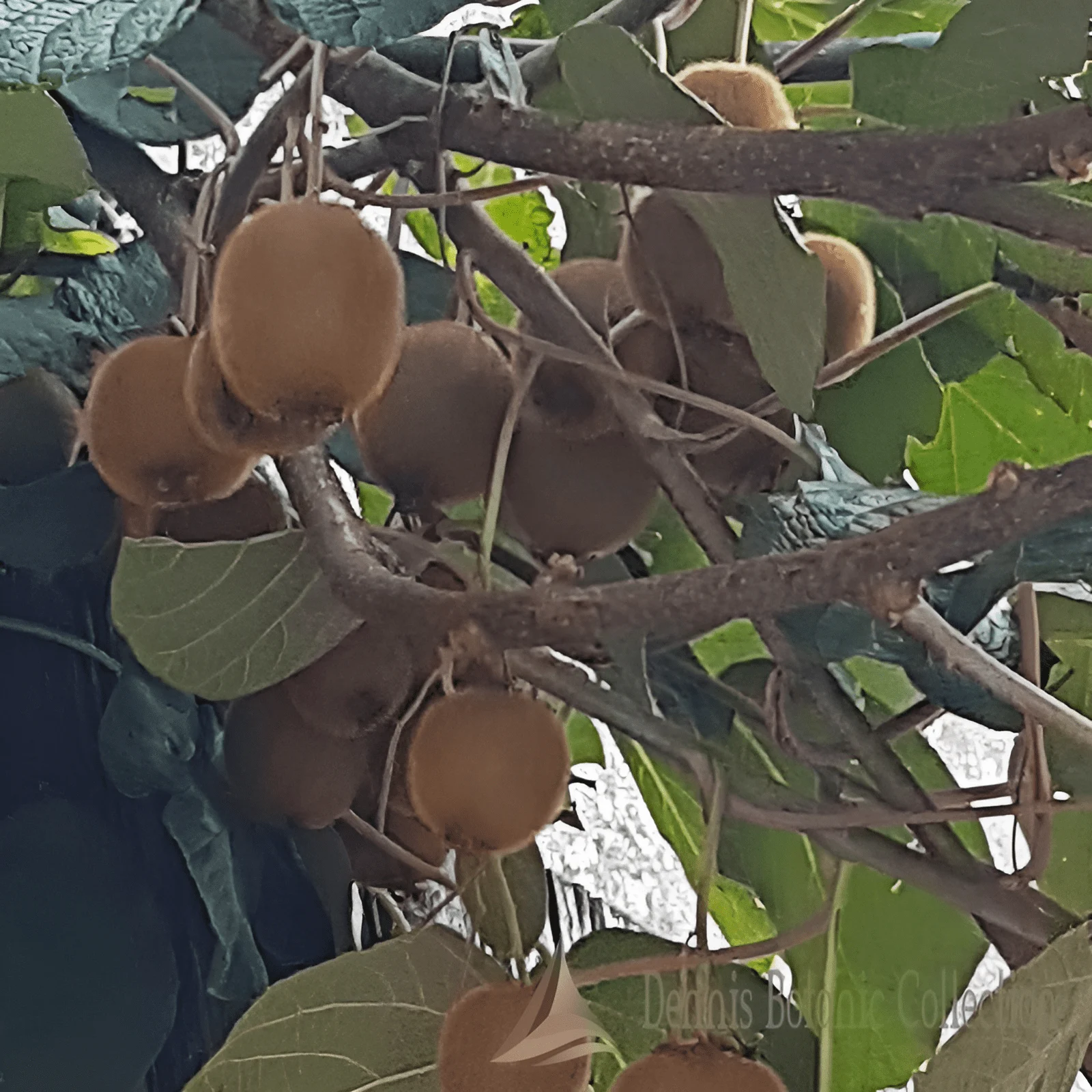 ACTINIDIA DELICIOSA - KIWI AUTOFERTILE (VAR. HERMA)