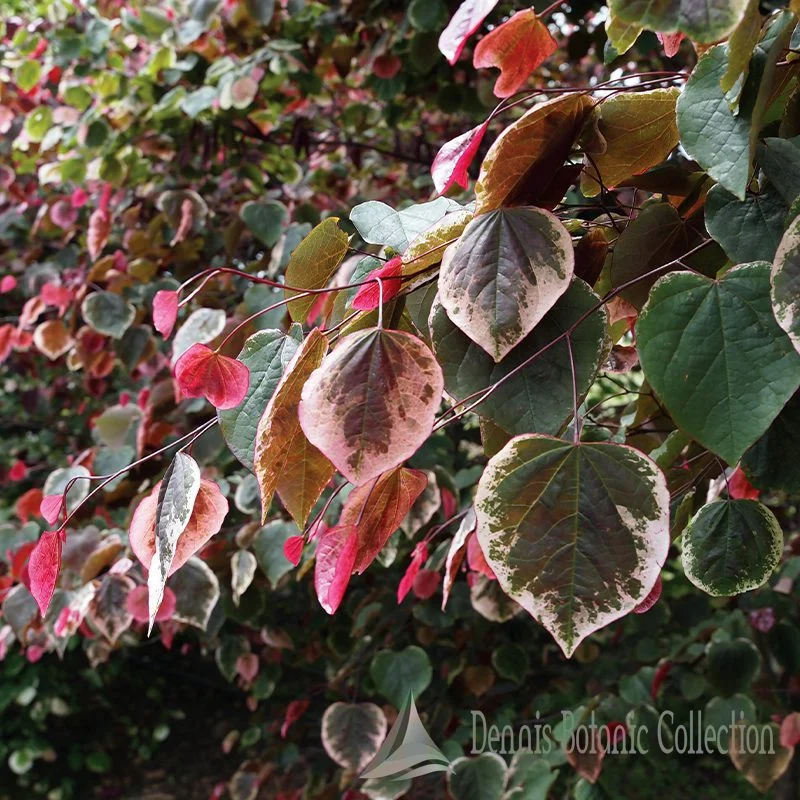CERCIS CANADENSIS (VAR. CAROLINA SWEETHEART)