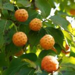 CORNUS KOUSA - CORNIOLO GIAPPONESE (VAR. MANDARIN JEWEL)