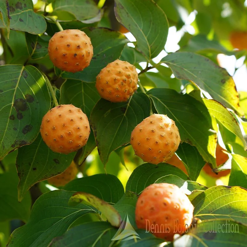 Altri Alberi da Frutto