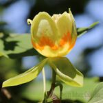 Albero dei tulipani 'Emerald City'