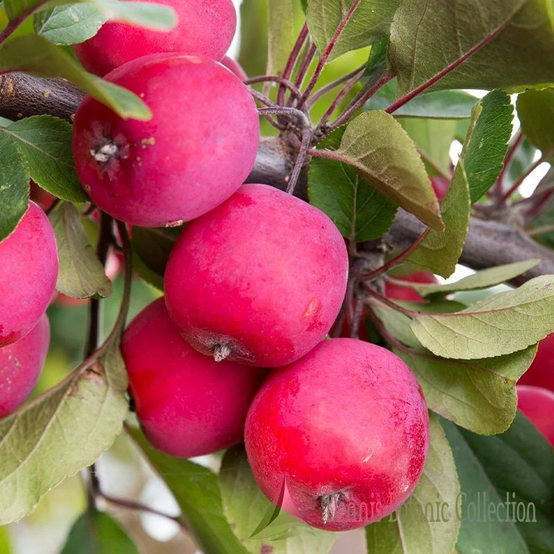 Pomacee