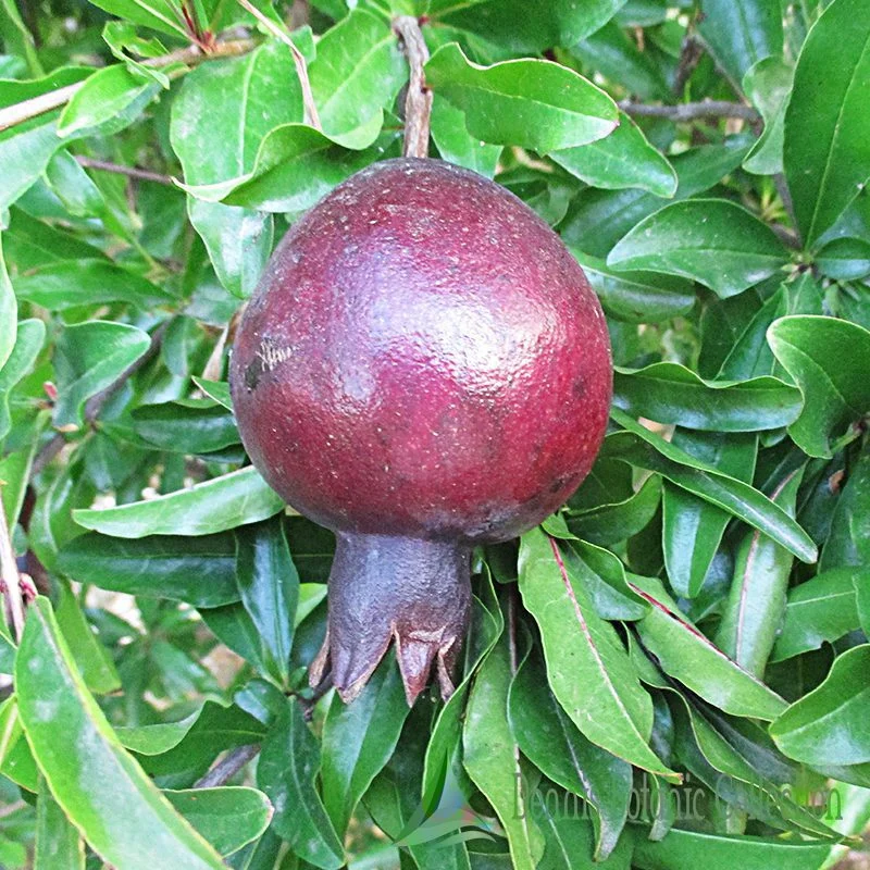 Melograno