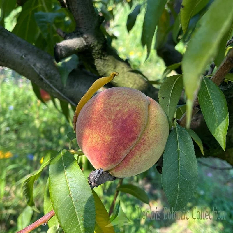 PESCO (VAR. LAGNASCO) - PRUNUS PERSICA