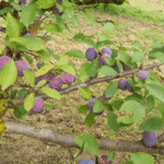 SUSINO (VAR. RAMASIN DI SALUZZO) - PRUNUS DOMESTICA