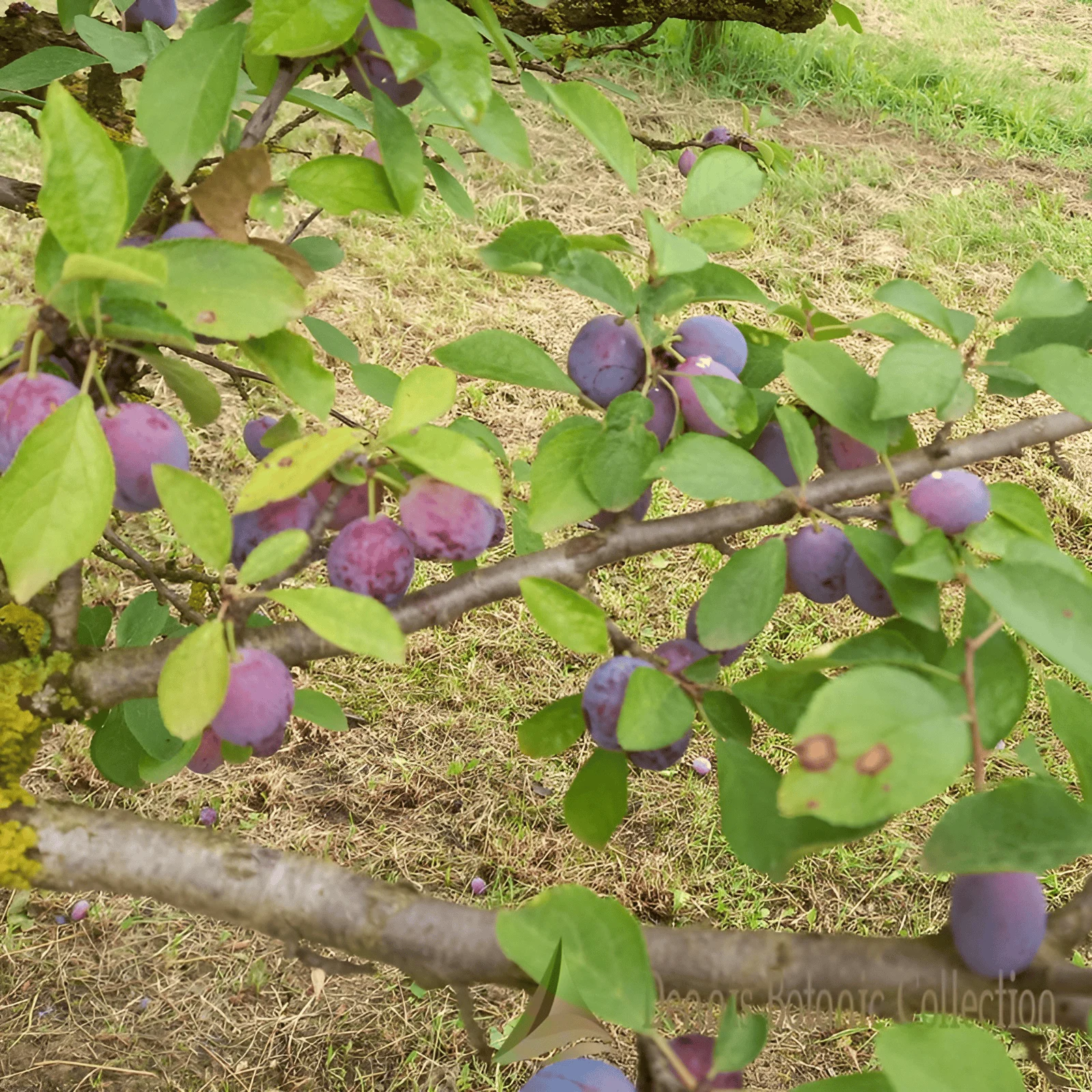 SUSINO (VAR. RAMASIN DI SALUZZO) - PRUNUS DOMESTICA