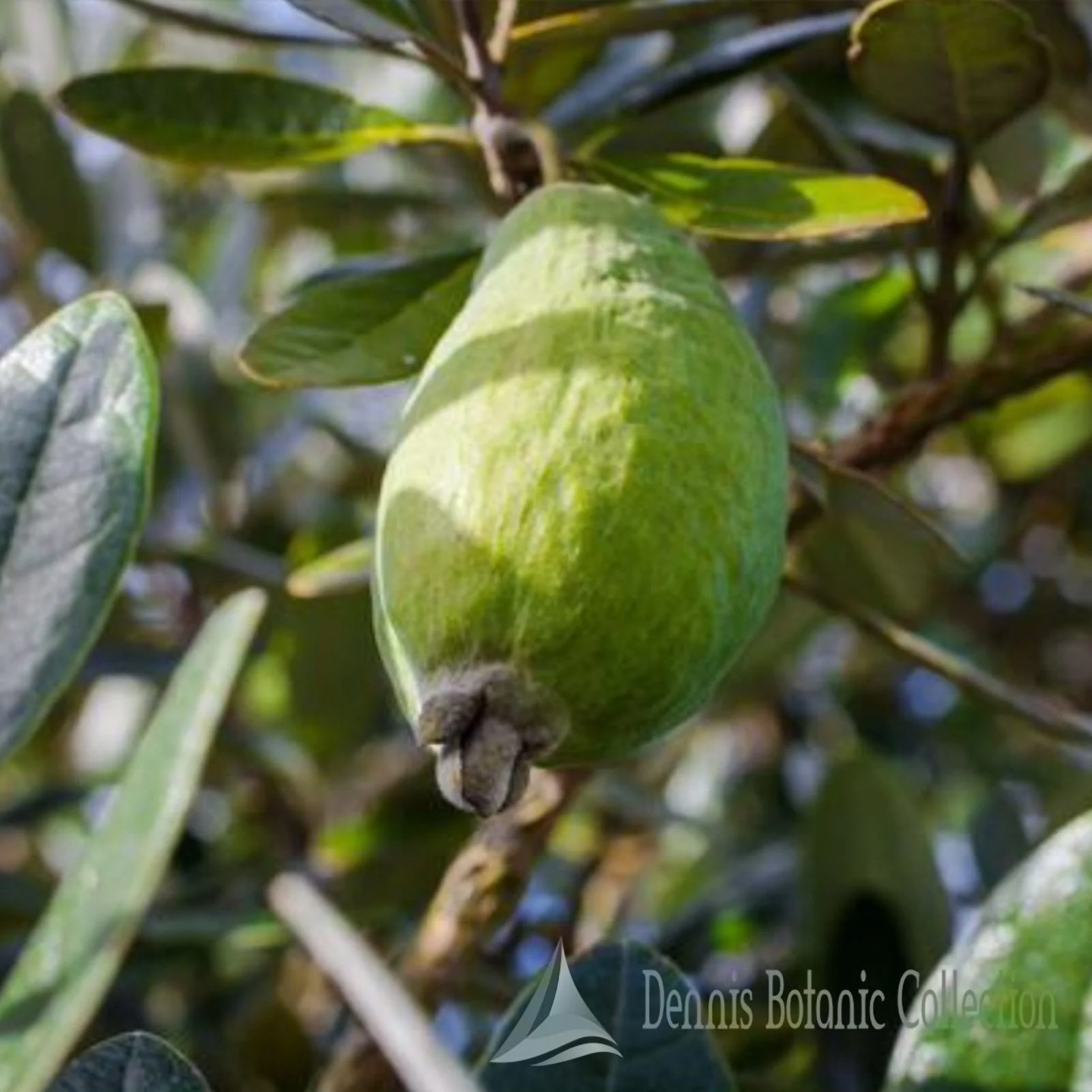 ACCA SELLOWIANA - FEIJOA (VAR. APOLLO)