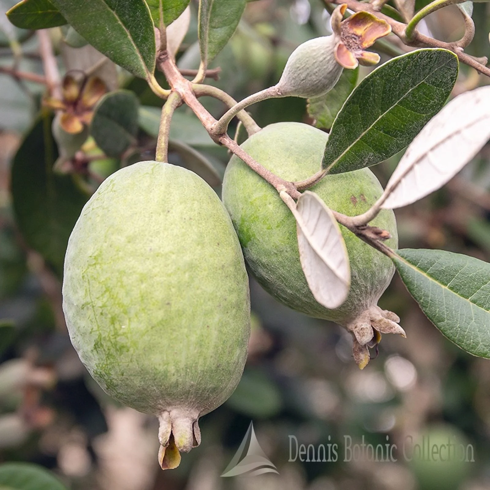 Feijoa