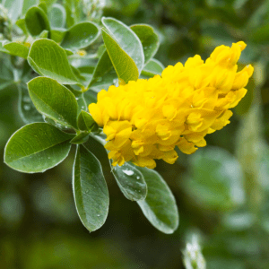 ARGYROCYTISUS BATTANDIERI
