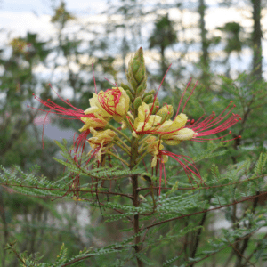 CAESALPINIA GILLIESII