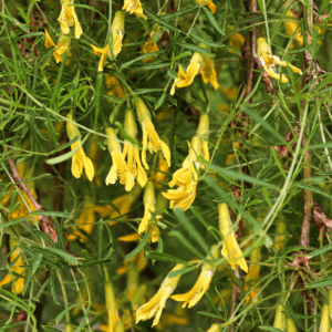 CARAGANA ARBORESCENS "LORBERGII"