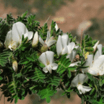 CARAGANA JUBATA