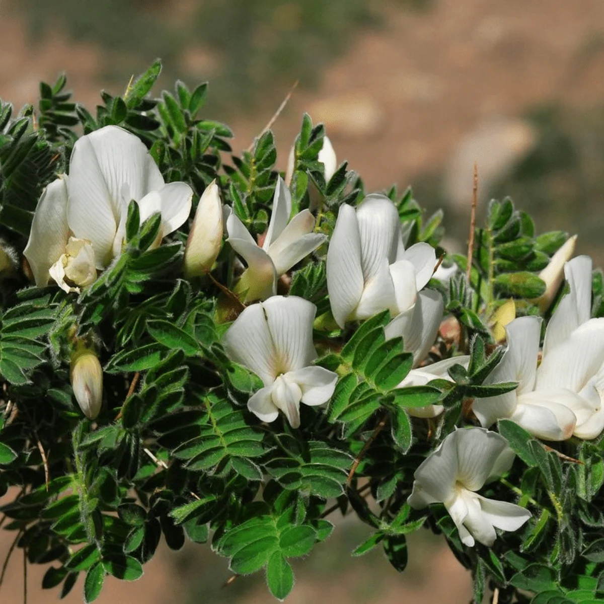 CARAGANA JUBATA