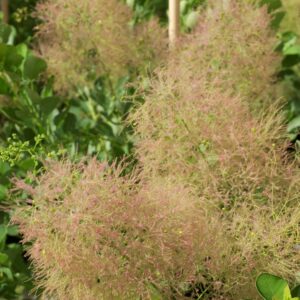 ALBERO DELLA NEBBIA (VAR. YOUNG LADY) - COTINUS COGGYGRIA