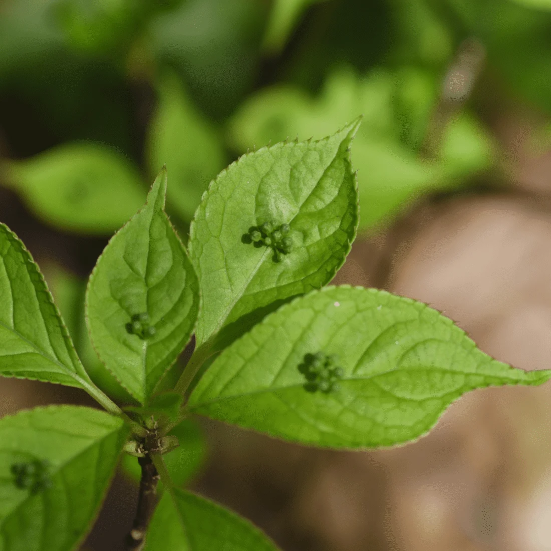 Helwingia giapponese maschio