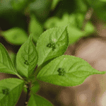 HELWINGIA JAPONICA MASCHIO