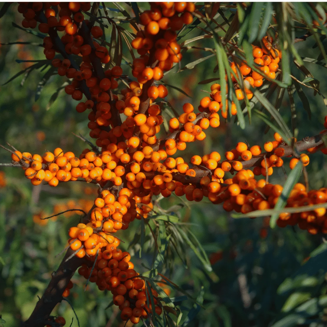 Olivello spinoso 'Botanicheskaya'