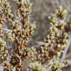 HIPPOPHAE RHAMNOIDES - OLIVELLO SPINOSO (VAR. LORD)