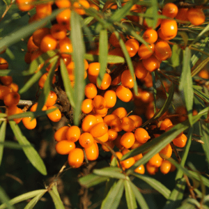 HIPPOPHAE RHAMNOIDES - OLIVELLO SPINOSO (VAR. MARY)
