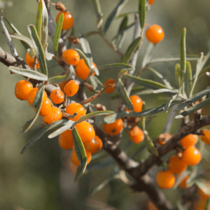 HIPPOPHAE RHAMNOIDES - OLIVELLO SPINOSO (VAR. TATJANA)