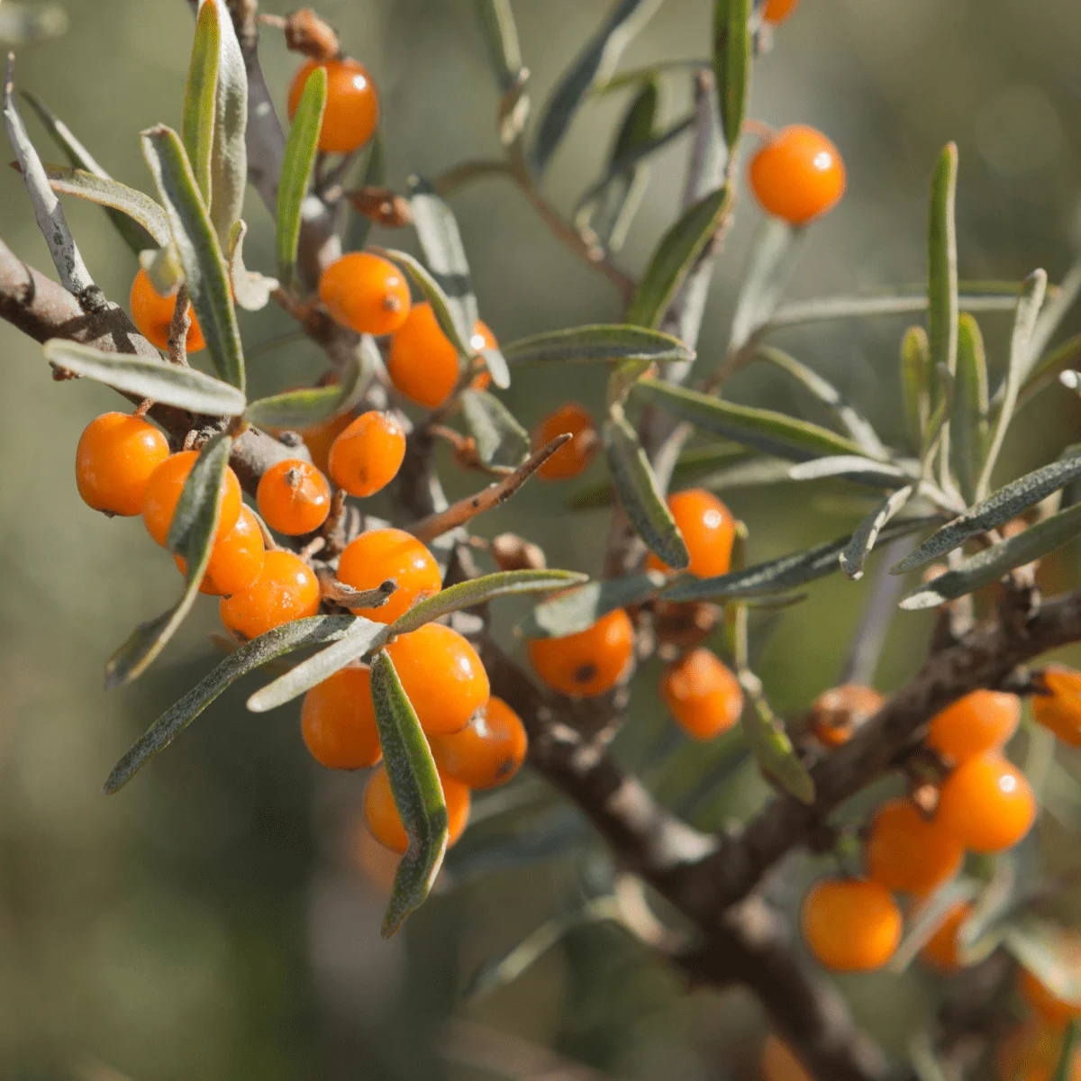 HIPPOPHAE RHAMNOIDES - OLIVELLO SPINOSO (VAR. TATJANA)